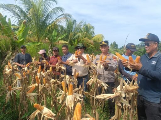 *KAPOLSEK LUBUK PINANG HADIRI PANEN JAGUNG PROGRAM KETAHANAN PANGAN SADESAHE DI DESA SUMBER MAKMUR* *KAPOLSEK LUBUK PINANG HADIRI PANEN JAGUNG PROGRAM KETAHANAN PANGAN SADESAHE DI DESA SUMBER MAKMUR*