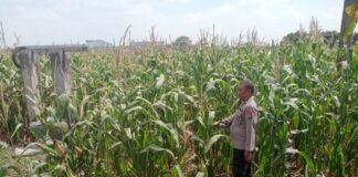 Demi Sukseskan Program Ketahanan Pangan P2B,Polsek Ngimbang Monitoring Tanaman Jagung di Desa Lamongrejo