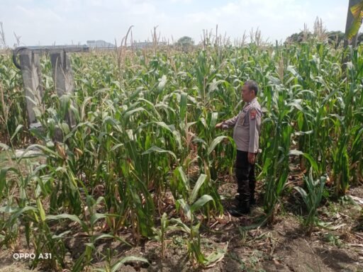 Demi Sukseskan Program Ketahanan Pangan P2B,Polsek Ngimbang Monitoring Tanaman Jagung di Desa Lamongrejo Demi Sukseskan Program Ketahanan Pangan P2B,Polsek Ngimbang Monitoring Tanaman Jagung di Desa Lamongrejo
