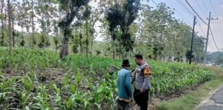 Demi Sukseskan Program Ketahanan Pangan P2B,Polsek Ngimbang Monitoring Tanaman Jagung di Desa Drujugurit
