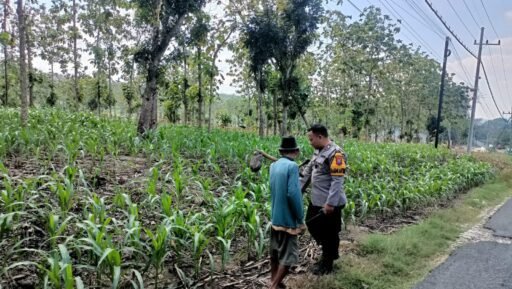 Demi Sukseskan Program Ketahanan Pangan P2B,Polsek Ngimbang Monitoring Tanaman Jagung di Desa Drujugurit Demi Sukseskan Program Ketahanan Pangan P2B,Polsek Ngimbang Monitoring Tanaman Jagung di Desa Drujugurit
