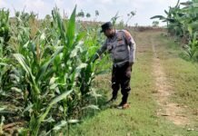 Polsek Ngimbang Demi Mendukung Program Pangan P2B Monitoring Tanaman Jagung di Desa Lamongrejo