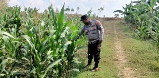 Polsek Ngimbang Demi Mendukung Program Pangan P2B Monitoring Tanaman Jagung di Desa Lamongrejo