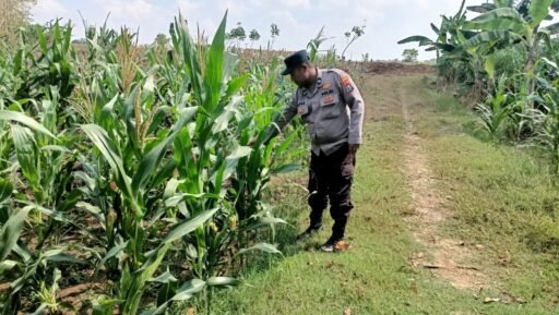 Polsek Ngimbang Demi Mendukung Program Pangan P2B Monitoring Tanaman Jagung di Desa Lamongrejo Polsek Ngimbang Demi Mendukung Program Pangan P2B Monitoring Tanaman Jagung di Desa Lamongrejo