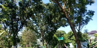 Personil Polsek Ngimbang Gelar Patroli Dan Pengecekan Guna Antisipasi Pohon Tumbang di Daerah Rawan Bencana