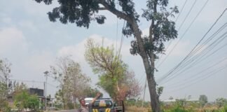 Dalam Upaya Antisipasi Pohon Tumbang Polsek Ngimbang Gelar Patroli, Pengecekan di Daerah Rawan Bencana