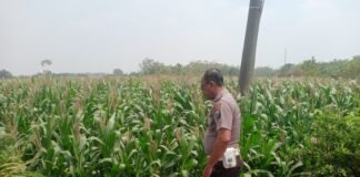 Demi Sukseskan Program Ketahanan Pangan P2B,Polsek Ngimbang Monitoring, Tanaman Jagung di Desa Lamongrejo