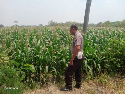 Demi Sukseskan Program Ketahanan Pangan P2B,Polsek Ngimbang Monitoring, Tanaman Jagung di Desa Lamongrejo Demi Sukseskan Program Ketahanan Pangan P2B,Polsek Ngimbang Monitoring, Tanaman Jagung di Desa Lamongrejo
