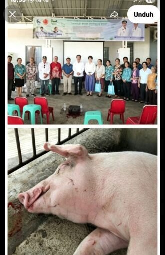 Sudah Mou, Dibekali, Rp500 Juta Lenyap Jadi Bangkai Babi, Dana Desa Hilimayo Diduga Langgar 3 Undang-Undang Sudah Mou, Dibekali, Rp500 Juta Lenyap Jadi Bangkai Babi, Dana Desa Hilimayo Diduga Langgar 3 Undang-Undang