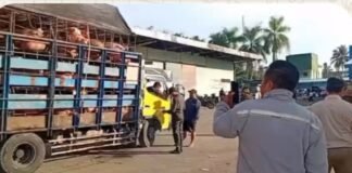 Truk Babi “Diduga Untuk Bupati ” Masuk Nias Barat.