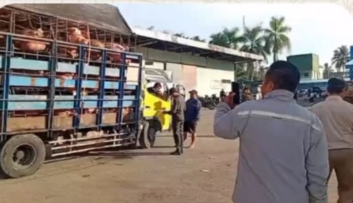 Truk Babi “Diduga Untuk Bupati ” Masuk Nias Barat. Truk Babi “Diduga Untuk Bupati ” Masuk Nias Barat.