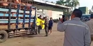 Diduga Kabid Dkppp Nias Barat Lepas Tangan, Bumd Edarkan Babi Tanpa Dokumen Lab Di Tengah Wabah Asf