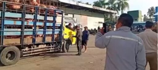 Diduga Kabid Dkppp Nias Barat Lepas Tangan, Bumd Edarkan Babi Tanpa Dokumen Lab Di Tengah Wabah Asf Diduga Kabid Dkppp Nias Barat Lepas Tangan, Bumd Edarkan Babi Tanpa Dokumen Lab Di Tengah Wabah Asf