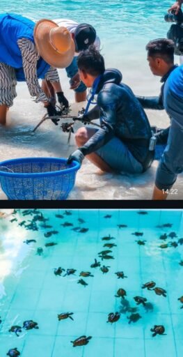 Putri Victoria di Gili Meno: Menjaga Laut, Merawat Harapan Ekonomi Biru Putri Victoria di Gili Meno: Menjaga Laut, Merawat Harapan Ekonomi Biru