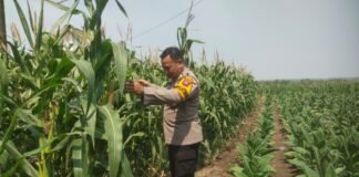 Demi Sukseskan Program Ketahanan Pangan P2B,Polsek Ngimbang Monitoring Tanaman Jagung di Desa Lamongrejo
