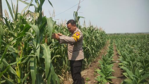 Demi Sukseskan Program Ketahanan Pangan P2B,Polsek Ngimbang Monitoring Tanaman Jagung di Desa Lamongrejo Demi Sukseskan Program Ketahanan Pangan P2B,Polsek Ngimbang Monitoring Tanaman Jagung di Desa Lamongrejo