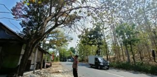 Dalam Upaya Antisipasi Pohon Tumbang Polsek Ngimbang Gelar Patroli, Pengecekan di Daerah Rawan Bencana