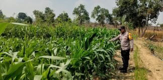 Demi Sukseskan Program Ketahanan Pangan P2B,Polsek Ngimbang Monitoring Tanaman Jagung di Desa Lamongrejo