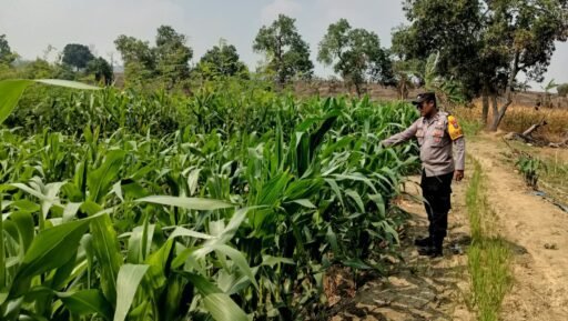 Demi Sukseskan Program Ketahanan Pangan P2B,Polsek Ngimbang Monitoring Tanaman Jagung di Desa Lamongrejo Demi Sukseskan Program Ketahanan Pangan P2B,Polsek Ngimbang Monitoring Tanaman Jagung di Desa Lamongrejo