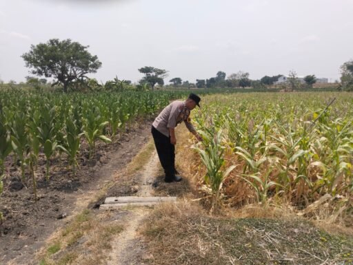 Demi Sukseskan Program P2B, Bhabinkamtibmas Desa Sendangrejo Monitoring Tanaman Jagung di Desa Sendangrejo Demi Sukseskan Program P2B, Bhabinkamtibmas Desa Sendangrejo Monitoring Tanaman Jagung di Desa Sendangrejo