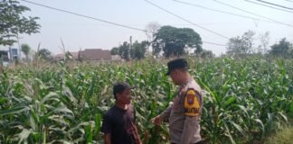 Sukseskan Program P2B, Bhabinkamtibmas Polsek Ngimbang Monitoring Tanaman Jagung di Desa Munungrejo