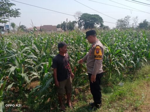Sukseskan Program P2B, Bhabinkamtibmas Polsek Ngimbang Monitoring Tanaman Jagung di Desa Munungrejo Sukseskan Program P2B, Bhabinkamtibmas Polsek Ngimbang Monitoring Tanaman Jagung di Desa Munungrejo