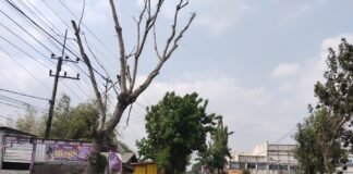 Demi Antisipasi Pohon Tumbang Polsek Ngimbang Sisir Dan Patroli di Daerah Rawan Bencana