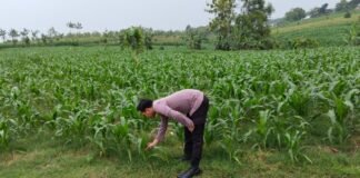 Sukseskan Program Pangan P2B Bhabinkamtibmas Polsek Ngimbang Monitoring Tanaman Jagung di Desa Lamongrejo