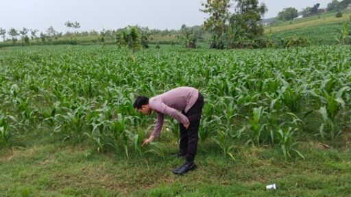 Sukseskan Program Pangan P2B Bhabinkamtibmas Polsek Ngimbang Monitoring Tanaman Jagung di Desa Lamongrejo Sukseskan Program Pangan P2B Bhabinkamtibmas Polsek Ngimbang Monitoring Tanaman Jagung di Desa Lamongrejo
