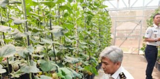 Panen Melon di SAE Rutan Palembang, Wujud Pembinaan Kemandirian dan Dukungan Ketahanan Pangan