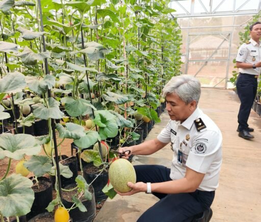 Panen Melon di SAE Rutan Palembang, Wujud Pembinaan Kemandirian dan Dukungan Ketahanan Pangan Panen Melon di SAE Rutan Palembang, Wujud Pembinaan Kemandirian dan Dukungan Ketahanan Pangan