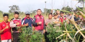 Satresnarkoba Polres Lampung Barat Temukan Diduga Tanaman Ganja di Lahan Belukar Pekon Teba Pring Jaya