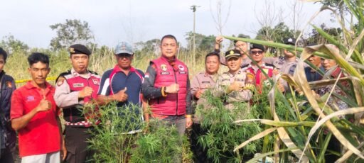 Satresnarkoba Polres Lampung Barat Temukan Diduga Tanaman Ganja di Lahan Belukar Pekon Teba Pring Jaya Satresnarkoba Polres Lampung Barat Temukan Diduga Tanaman Ganja di Lahan Belukar Pekon Teba Pring Jaya