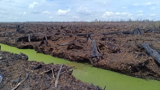 “WALHI Riau Sebut Pembentukan BPGMN Dejavu: Harus Sentuh Akar Masalah dan Berani Reviu Izin Korporasi” “WALHI Riau Sebut Pembentukan BPGMN Dejavu: Harus Sentuh Akar Masalah dan Berani Reviu Izin Korporasi”