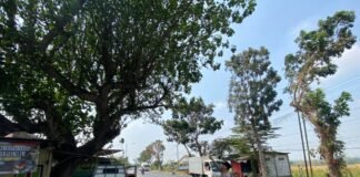Demi Antisipasi Pohon Tumbang Polsek Ngimbang Patroli di Daerah Rawan Bencana Di Wilayah Ngimbang