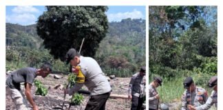Polres Muara Enim Perkuat Ketahanan Pangan, 1,62 Hektare Lahan di Pandan Dulang Ditanami Jagung