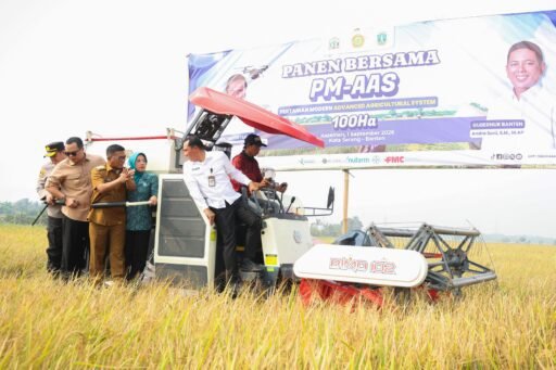 Panen PM-AAS Capai 12,88 Ton per Hektare, Andra Soni Dorong Modernisasi Pertanian Banten Panen PM-AAS Capai 12,88 Ton per Hektare, Andra Soni Dorong Modernisasi Pertanian Banten
