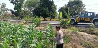 Polsek Ngimbang Gelar Monitoring Program Ketahanan P2B Tanaman Jagung Di Desa Sendangrejo