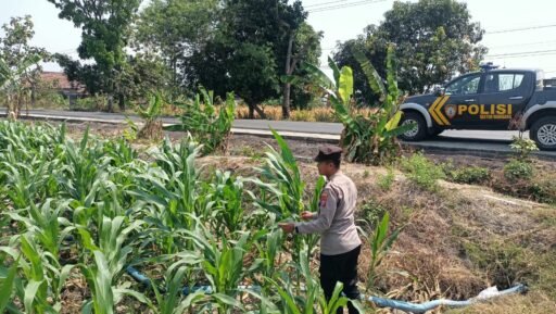 Polsek Ngimbang Gelar Monitoring Program Ketahanan P2B Tanaman Jagung Di Desa Sendangrejo Polsek Ngimbang Gelar Monitoring Program Ketahanan P2B Tanaman Jagung Di Desa Sendangrejo