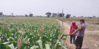 Demi Sukseskan Program Ketahanan Pangan P2B Polsek Ngimbang Monitoring Tanaman Jagung di Desa Ngasemlemahbang