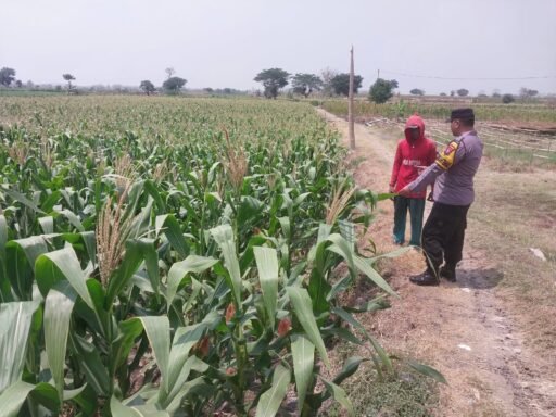Demi Sukseskan Program Ketahanan Pangan P2B Polsek Ngimbang Monitoring Tanaman Jagung di Desa Ngasemlemahbang Demi Sukseskan Program Ketahanan Pangan P2B Polsek Ngimbang Monitoring Tanaman Jagung di Desa Ngasemlemahbang