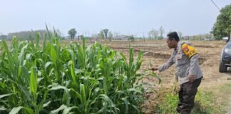Guna Dukung Program Ketahanan Pangan P2B Polsek Ngimbang Monitoring Tanaman Jagung di Desa Sendangrejo