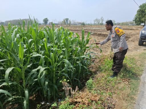 Guna Dukung Program Ketahanan Pangan P2B Polsek Ngimbang Monitoring Tanaman Jagung di Desa Sendangrejo Guna Dukung Program Ketahanan Pangan P2B Polsek Ngimbang Monitoring Tanaman Jagung di Desa Sendangrejo