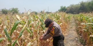 Guna Dukung Program Ketahanan Pangan P2B Polsek Ngimbang Monitoring Tanaman Jagung di Desa Sendangrejo