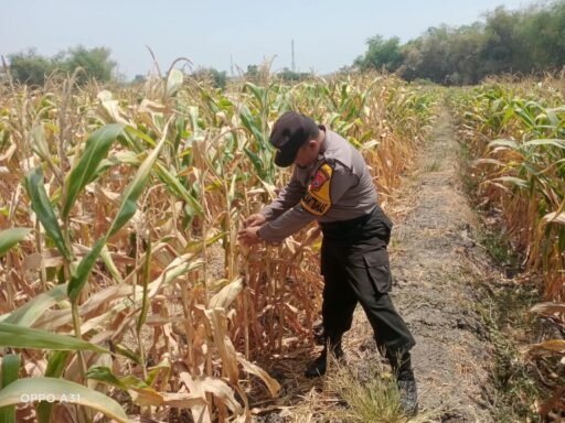Guna Dukung Program Ketahanan Pangan P2B Polsek Ngimbang Monitoring Tanaman Jagung di Desa Sendangrejo Guna Dukung Program Ketahanan Pangan P2B Polsek Ngimbang Monitoring Tanaman Jagung di Desa Sendangrejo