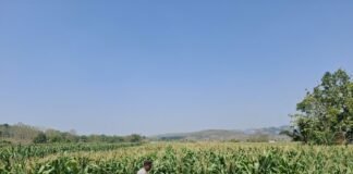 Guna Dukung Program Ketahanan Pangan P2B Polsek Ngimbang Monitoring Tanaman Jagung di Desa Sendangrejo