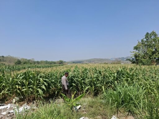 Guna Dukung Program Ketahanan Pangan P2B Polsek Ngimbang Monitoring Tanaman Jagung di Desa Sendangrejo Guna Dukung Program Ketahanan Pangan P2B Polsek Ngimbang Monitoring Tanaman Jagung di Desa Sendangrejo