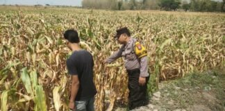 Guna Dukung Program Ketahanan Pangan P2B Polsek Ngimbang Monitoring Tanaman Jagung di Desa Sendangrejo