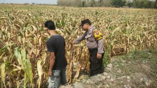 Guna Dukung Program Ketahanan Pangan P2B Polsek Ngimbang Monitoring Tanaman Jagung di Desa Sendangrejo Guna Dukung Program Ketahanan Pangan P2B Polsek Ngimbang Monitoring Tanaman Jagung di Desa Sendangrejo