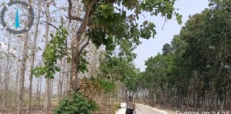Demi Antisipasi Pohon Tumbang Polsek Ngimbang Sisir Dan Patroli di Daerah Rawan Bencana